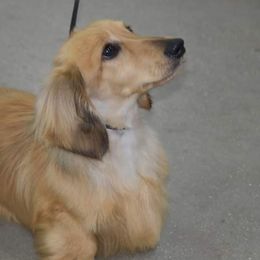 Ollie - Dachshund