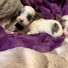 Bloom - Parti female Yorkshire Terrier puppy in Lamar, Missouri from RJ’S Classy Yorkies