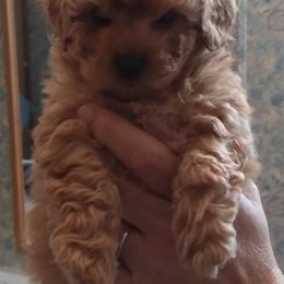 Poodles from K & K's Kennels