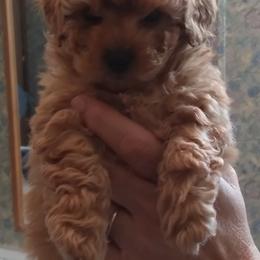Poodles from K & K's Kennels