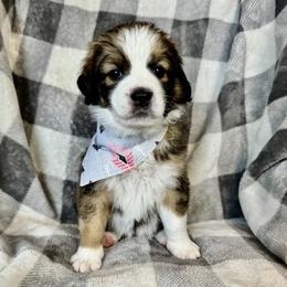 Freckles - Tri-color female Bernedoodle puppy in Lowell, Arkansas from Sunny Sky Doodles