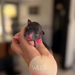 Willow - Fawn brindled black female Chihuahua puppy in Harrison, Michigan from Cloud9 Chihuahuas