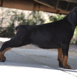 Doberman Pinscher Puppies from Obsidian Kennels