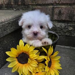 Remmy TEACUP - White male Maltese puppy in Monticello, Iowa from Ashley’s Puppies