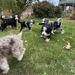 Bernedoodle Puppies from Katelyn Aubin