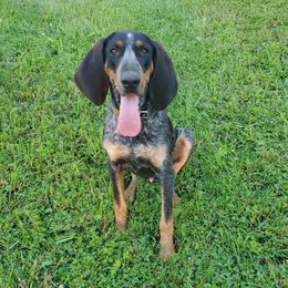 Chief - Bluetick Coonhound
