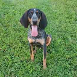 Chief - Bluetick Coonhound
