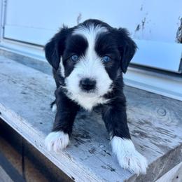 Ariat - Black tri-color female Aussiedoodle puppy in Clara City, Minnesota from Good Shepherd Aussiedoodles