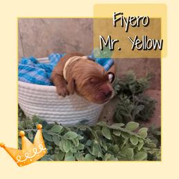 Fiyero - Dark golden male Golden Retriever puppy in Driggs, Idaho from SK Golden Retrievers