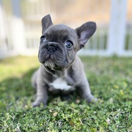 French Bulldog Puppies from Frenchies By Willows Pride
