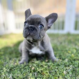 French Bulldog Puppies from Frenchies By Willows Pride