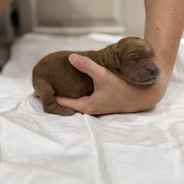 Springerdoodle Puppies from Georgia Springerdoodles