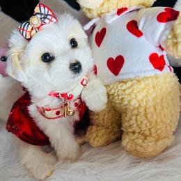 Diamond - White female Maltipoo puppy in Sugar Land, Texas from Celebrity Maltipoos
