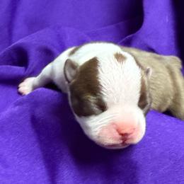 Ginny - Red female Boston Terrier puppy in Kingsport, Tennessee from Dreamweaver Bostons
