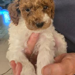 Mist - Red and white male Cockapoo puppy in Conklin, Michigan from Lake Michigan Couture Cavapoos & Cockapoos
