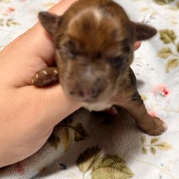Girl 1 - female Yorkshire Terrier puppy in Bolton, Connecticut from Elle Yorkies