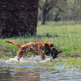 Tele - Golden Retriever