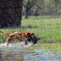 Tele - Golden Retriever
