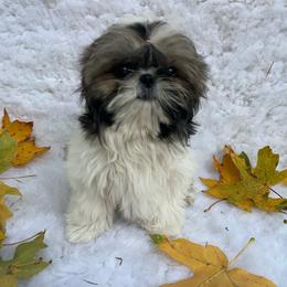 Girl 1 - Gold and white female Shih Tzu puppy in Tenino, Washington from Fantasy Realm Shih Tzus