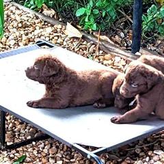 Chesapeake Bay Retriever Puppies from Elizabeth Robinson's Chesapeake Bay Retrievers
