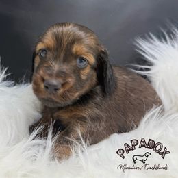 Ozzy - Red male Dachshund puppy in Town Creek, Alabama from PapaDox Miniature Dachshunds