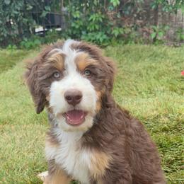 Andy - male Australian Mountain Doodle puppy in Cortez, Colorado from Sassy Pants Pups