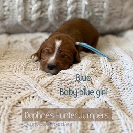 Blue - Red  female Goldendoodle puppy in Orangevale, California from Ugly Dad Doodles
