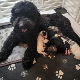 Goldendoodle puppies from Mountainside Doodles, LLC