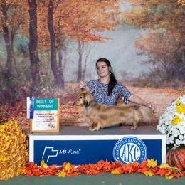 AKC Champion Archer - Dachshund