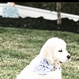 Golden Retriever Puppies from Huckaby’s English Golden Retrievers