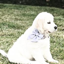 Golden Retriever Puppies from Huckaby’s English Golden Retrievers