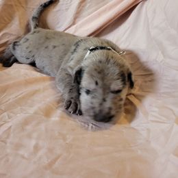 Cane Corso and Great Dane Puppies from RC RANCH GREAT DANES