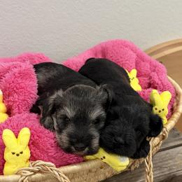 Miniature Schnauzer puppies from RNH Schnauzers