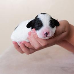 Bandit - Black and white male Cavapoo puppy in Tucson, Arizona from Ever After Doodles Arizona