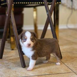 Hunter - Red tri male Miniature Australian Shepherd puppy in Harker Heights, Texas from Comfy Cozy Kennel