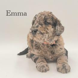 Emma - Merle female Goldendoodle puppy in Milford, Pennsylvania from Doodles Are Golden