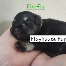 Firefly - Black and silver female Miniature Schnauzer puppy in Lebanon, Missouri from Playhouse Puppies