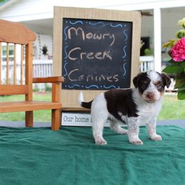 Koda - Red tri-color male Aussiedoodle puppy in Hopkins, Missouri from Mowry Creek Mini Aussiedoodles and More