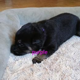 Purple - Black and tan male German Shepherd puppy in Dawsonville, Georgia from Vom Aussenseiter