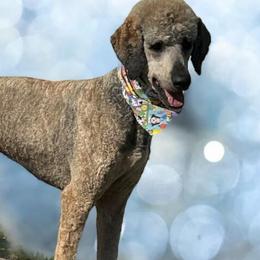 Aussiedoodles, Australian Shepherds, Cockapoos, Goldendoodles, and Poodles from Kristin Drown