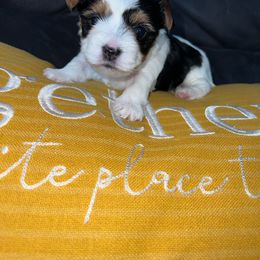 Girl 1 - Parti Yorkshire Terrier puppy in Cleveland, Ohio from My Exotic Yorkies LLC