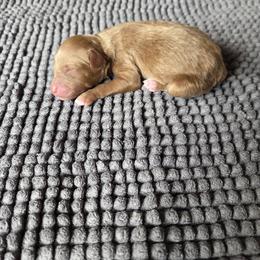 Poodle puppies from Sosebees toy & mini poodles