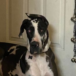 Great Danes from Jackie's Great Danes
