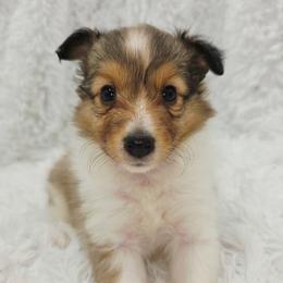 Maple - Sable and white female Shetland Sheepdog puppy in Central City, Kentucky from Hope's Heart Shelties