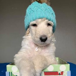 Poodle Puppies from L&K’s Standard Poodles