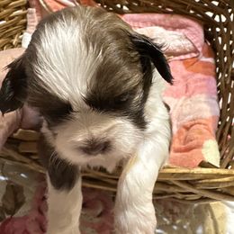 Dreamer - Chocolate male Shih Tzu puppy in Temple, Pennsylvania from Kathy Diego's Shih Tzus