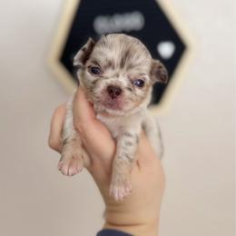 Louie - Merle male Chihuahua puppy in Harrison, Michigan from Cloud9 Chihuahuas