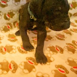 Great Dane Puppies from P&C Mountain Danes of CO