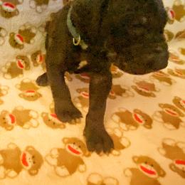 Great Dane Puppies from P&C Mountain Danes of CO