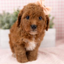 Cavapoo, Cockapoo, Maltipoo, and Poodle Puppies from My Doodle Puppy